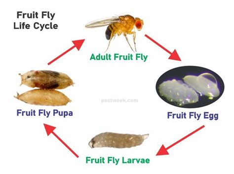 the fruit fly life cycle is shown in this graphic above it's description and pictures