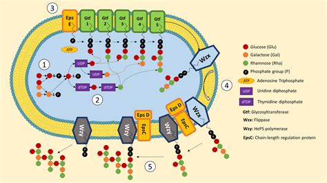 Study of exopolysaccharides from lactic acid bacteria and their industrial applications: a ...