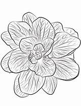 Spinach Drawing At GetDrawings  Free Download sketch template