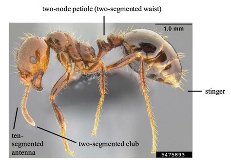 Educators’ Guide to Managing Red Imported Fire Ants (Solenopsis invicta ...