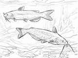 Channel Catfishes coloring Page  Free Printable Coloring Pages sketch template