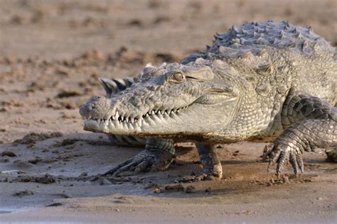 Gharials and mugger crocodiles coexist by separating resources