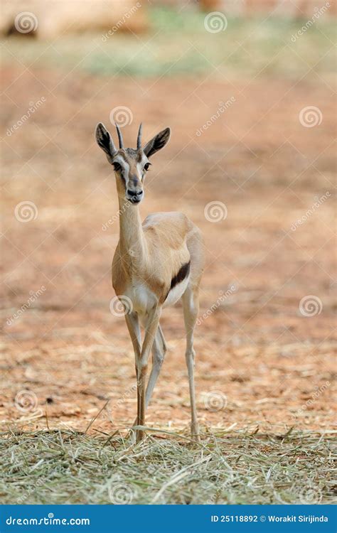 Thompson Gazelle stock photo. Image of wildlife, tourism - 25118892