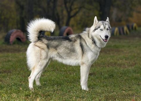 How to Tell if a Siberian Husky Is Part Wolf (with Pictures) | eHow