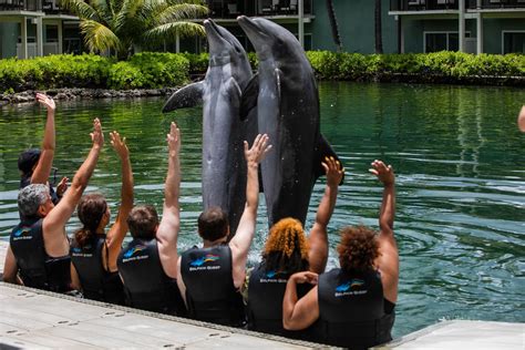 Dolphin Quest at the Kahala Hotel and Resort in Honolulu