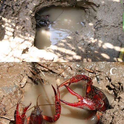 Procambarus clarkii: A-a large male, observed on 6 May 2008, night ...