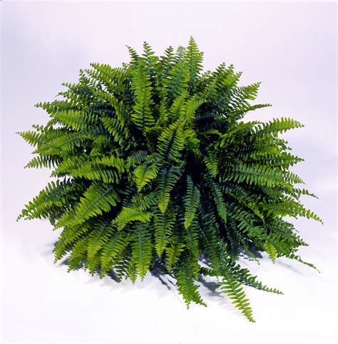 Ferns Png image #26204 | Ferns, Plant leaves, House plants