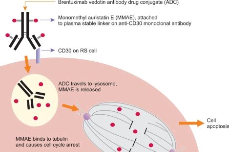 Proposed Mechanism of Action of Brentuximab Vedotin Antibody Drug...