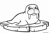 Coloriage Morse Sur La Banquise Dessin Animaux Mignon à Imprimer sketch template