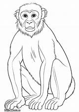 Baboon coloring Pages  Free Printable sketch template