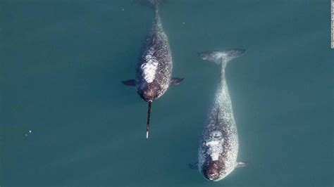 We finally know why narwals have tusks (Hint: It has to do with sex) - CNN