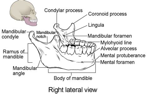 The Skull | Anatomy and Physiology I