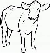 Coloring Pages Of A Cow sketch template
