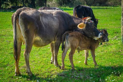 154 Baby Cows Nursing Stock Photos - Free & Royalty-Free Stock Photos ...