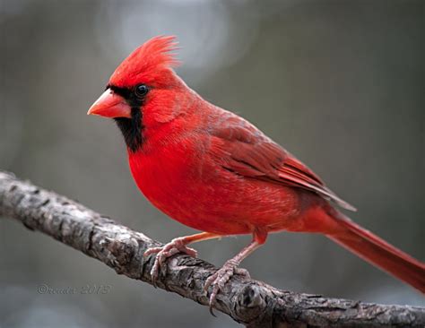 Photography in 2024 | Cardinal birds, Pet birds, Beautiful birds