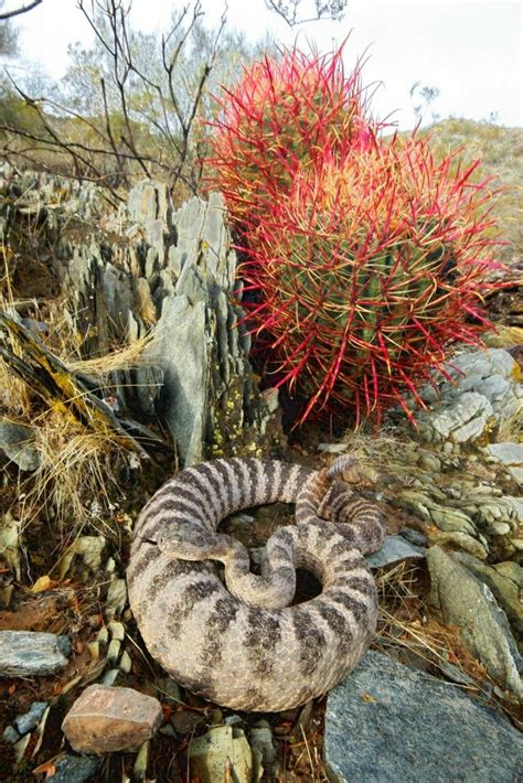 Tiger Rattlesnake venom surprises scientists: A lesson in being ...