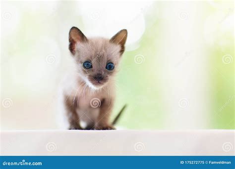 Baby Cat. Cute Kitten Playing at Home Stock Image - Image of fluffy ...