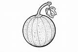Cantaloupe Coloring Page For Adults Graphic By Forhadx5 · Creative Fabrica sketch template