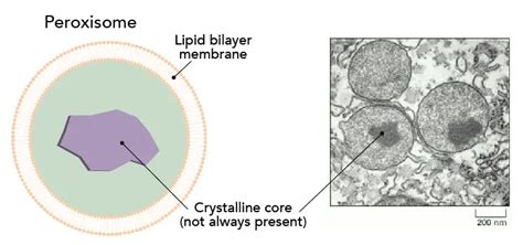 Peroxisomes Types - Neva Site