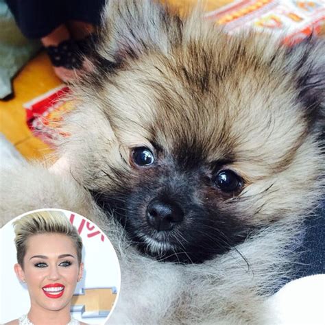 Miley Cyrus Debuts New Puppy After Dog's Death - E! Online - CA