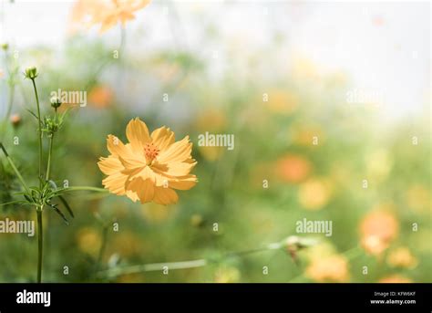 Beautiful yellow Cosmos flower in garden Stock Photo - Alamy