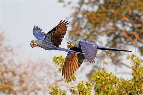 Cream Tea Birding: BRAZIL - Northern Pantanal Birds