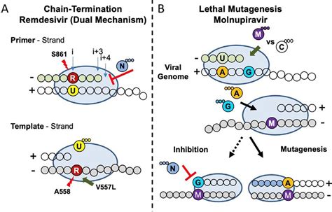 Model of the mechanism of action of RDV and molnupiravir against ...