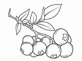 Blueberries coloring pages To Download And Print For Free sketch template