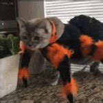 Spider Cat Meme Generator - Imgflip