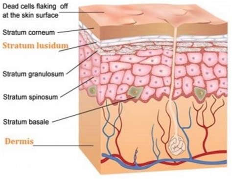 Stratum Germinativum