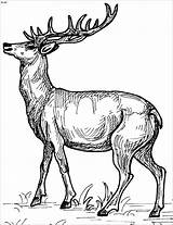 Detailed Deer Coloring Page  ColoringBay sketch template