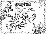 Crayfish Puzzles And Coloring Pages By The Artsy Educator  TpT sketch template