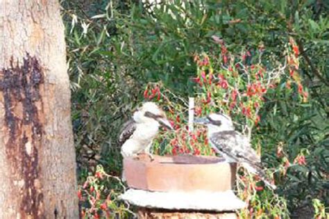 Walu Caravan Park - Budgewoi Kookaburras feeding