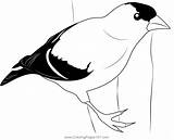 Eastern Goldfinch Coloring Page Sketch sketch template