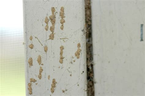 Signs of Termite Infestation | Mississippi State University Extension ...