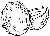 Coconut Coloring Pages  Best For Kids sketch template