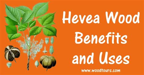 Which Is Best Hevea Wood vs Acacia? Complete Guide Step by Step 2023 - Wood Tours