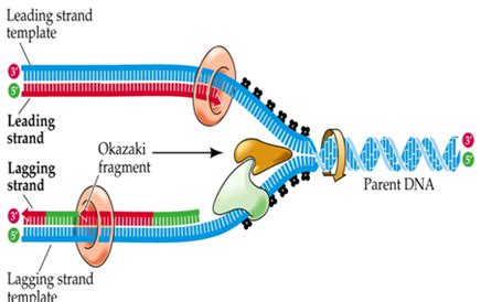 Dna Replication Steps For Dummies