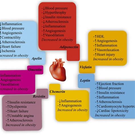 Functions of different adipokines at cardiovascular level and changes ...