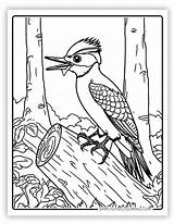 Woodpecker Coloring Pages Free PDF Printables  Simply Love sketch template