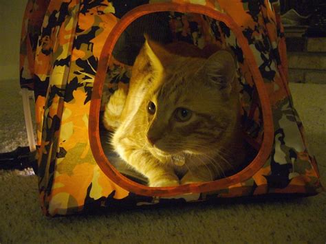 Big Orange in the Cat Tent | Flickr - Photo Sharing!