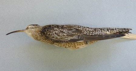 Wader Quest: Extinct species #4; Eskimo Curlew.