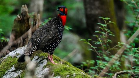 Western Tragopan: Quest for the Colourful Pheasant