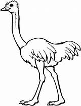 Free Printable Ostrich Coloring Pages For Kids sketch template