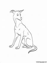 Whippet Coloring Pages At GetDrawings  Free Download sketch template