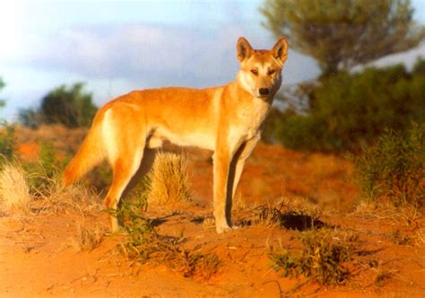 dingo in desert | Dingo south west Queensland in sand dunes.… | Flickr