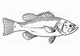 Crappie Fish Coloring Page Sketch sketch template