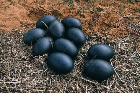 Emu eggs in a nest, Australia - Stock Image - Z804/0028 - Science Photo Library