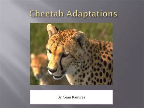 PPT - Cheetah Adaptations PowerPoint Presentation, free download - ID ...