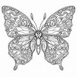 Intricate symmetrical butterfly coloring Page Lulu Pages sketch template
